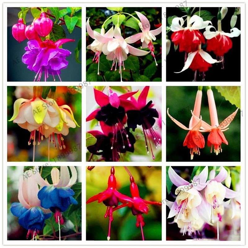 

100 шт. многоцветные семена фуксии Hybrida Hort благовония для сада бонсай Природные растения фонарики цветы ароматные благовония J571S