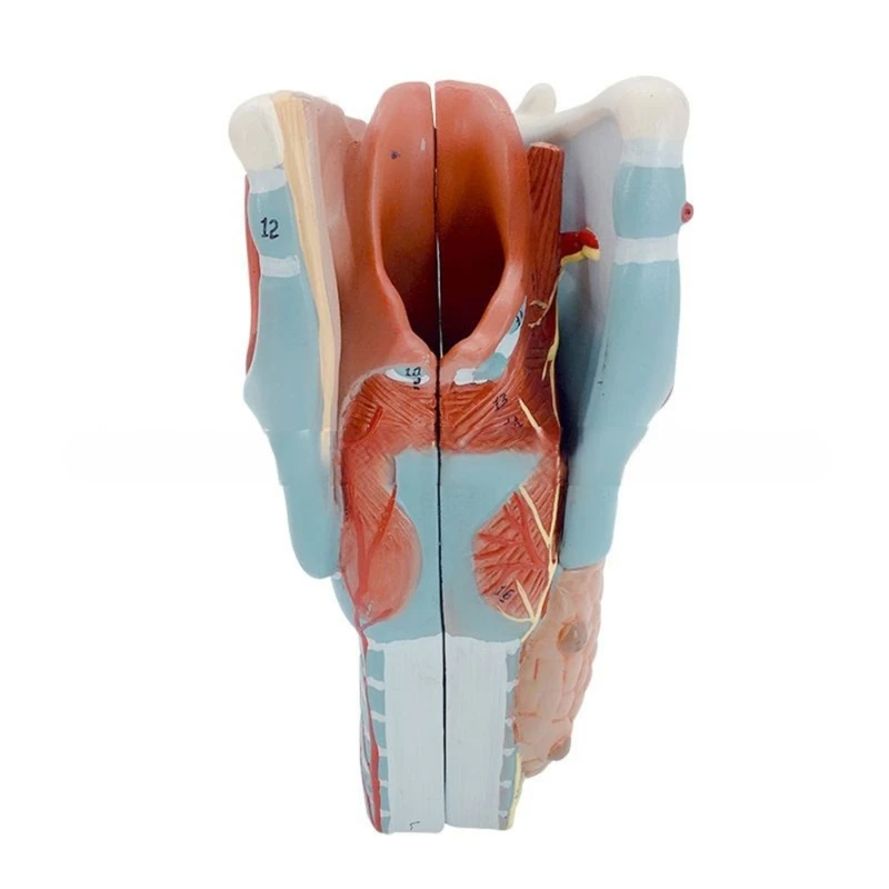 

2x Enlarged Throat Anatomy Model for Diseases Study, Anatomical Larynx Model