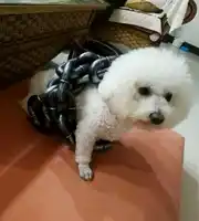 Такой поводок#4