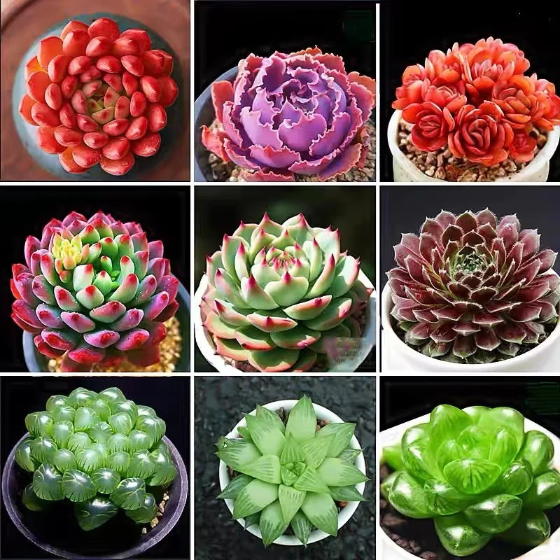 

Base self-produced and self sold succulent plants Wholesale small succulent flower combinations Potted succulent plants Stone