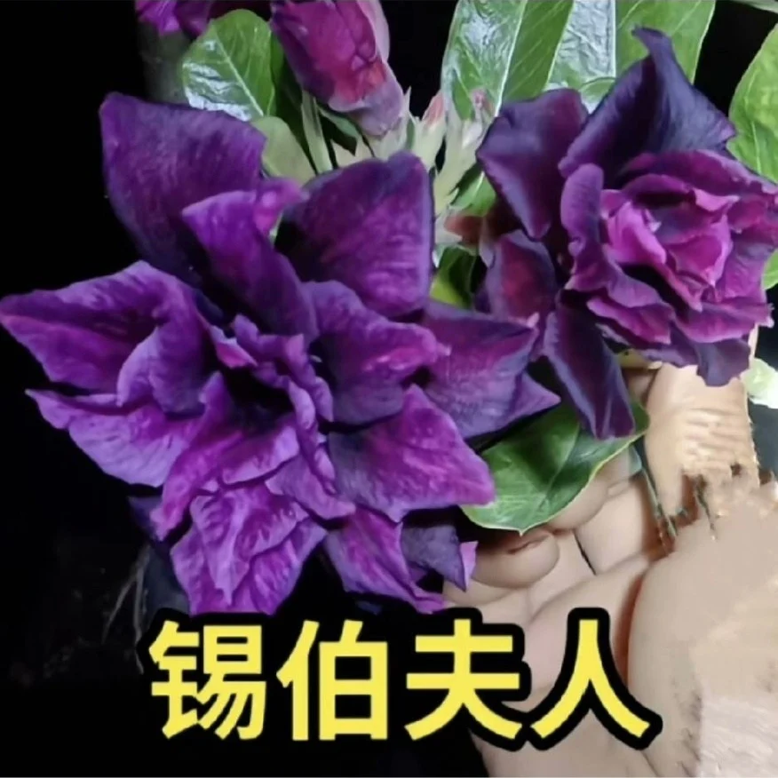 

Семена Desert Rose - Adenium obesum