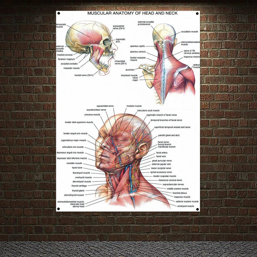 

Мышечная Анатомия головы и шеи, плакат, настенный художественный гобелен, гобелен для клиники, школы, домашний декор, баннер, флаг, Картина н...