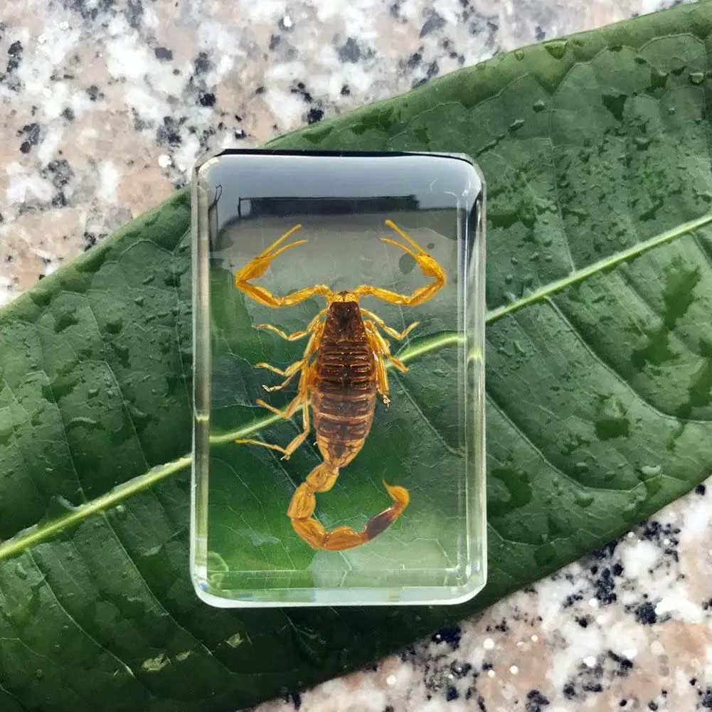 Камень в виде насекомых, натуральные скорпионы, янтарный образец, искусственная смола, подарок, декоративный бумажный, для дома, свадьбы, Cfraft Travel H0F8 Камень в виде насекомых, натуральные скорпионы, янтарный образец, искусственная смола, подарок, декоративный бумажный, для дома, свадьбы, Cfraft Travel H0F8