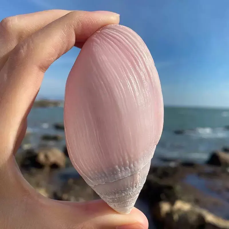 

Ракушка Мехле YQXH