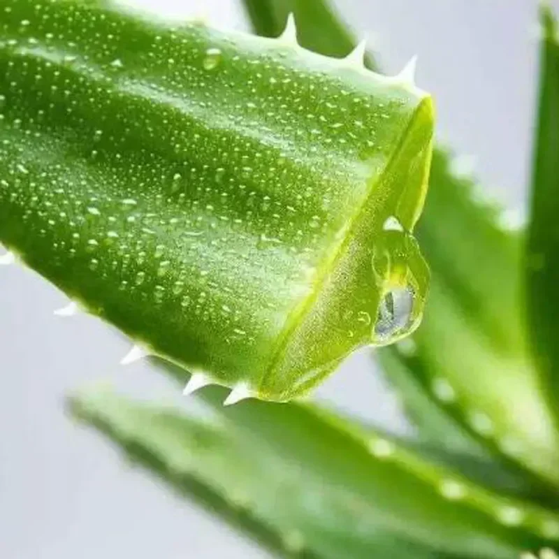 20 палочек профессиональные восковые полоски для летней депиляции двусторонняя