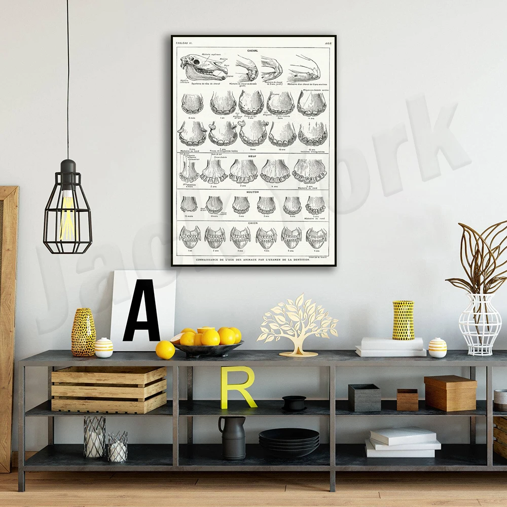 Антикварный принт зубов животных из 1924 года. Эпоха лошадей собак крупного