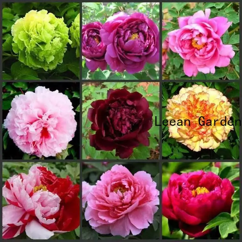 

20 шт Пион цветок пентагональный