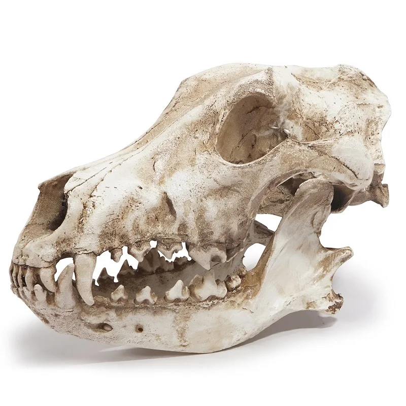 Jackal украшение в виде черепа волк модель реквизит на Хэллоуин окно панель Декор