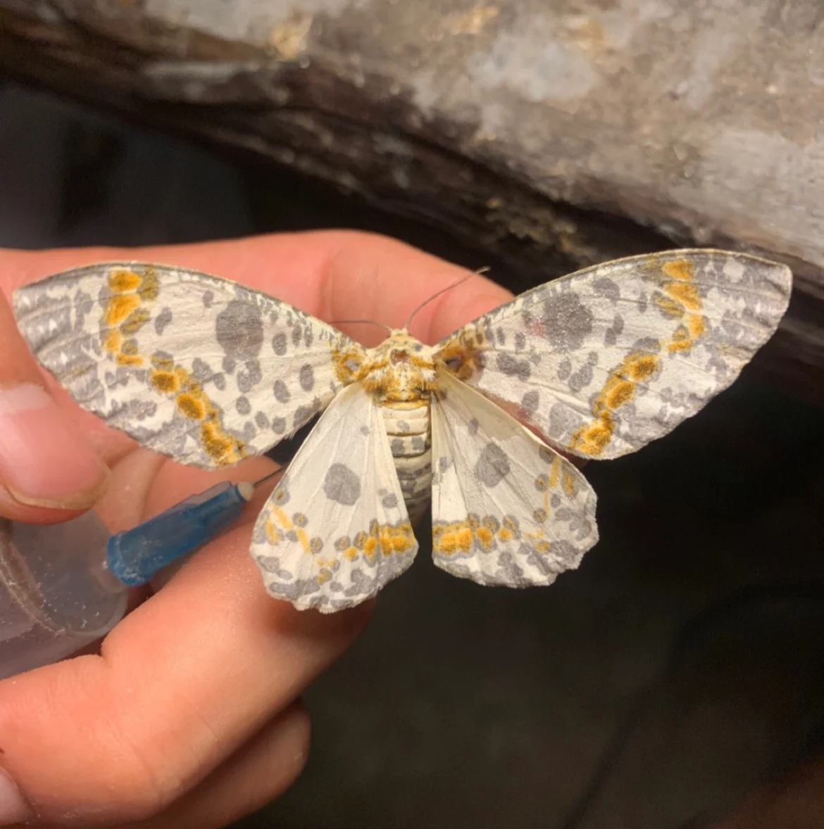 

Рамка ручной работы из органического материала