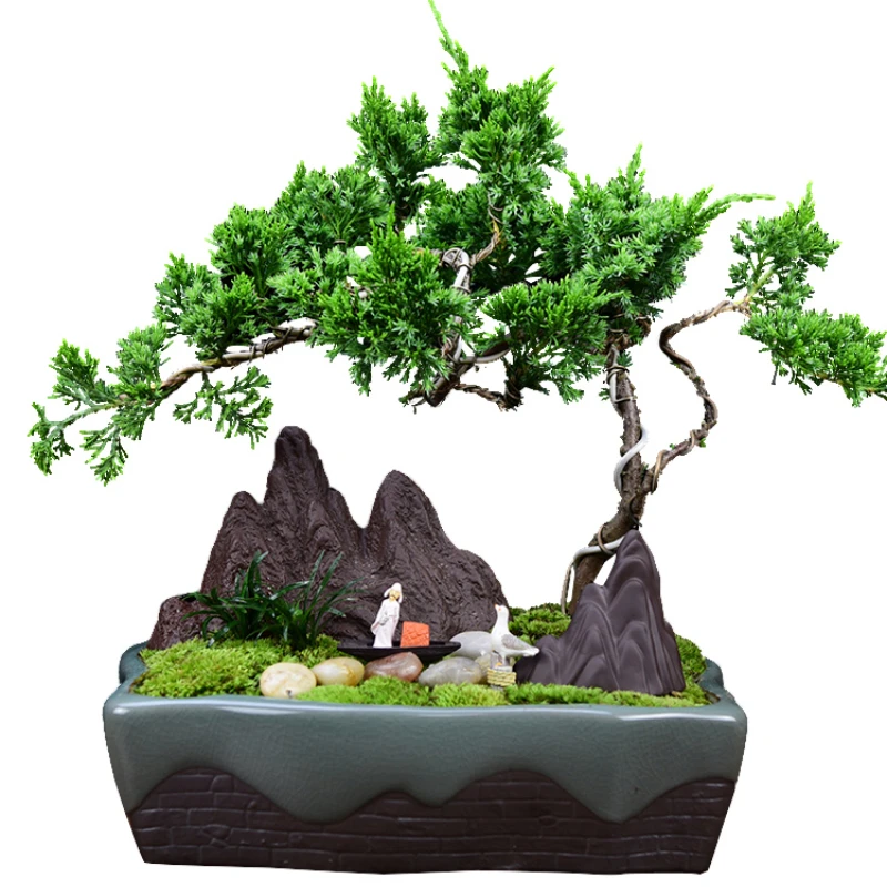 

Real Pine and Cypress Bonsai Cliff-Style Old Pile Shape Pot Living Room Office Indoor Landscape Plant Easy to Keep Evergreen