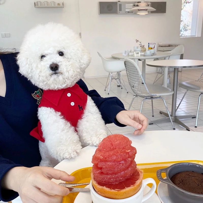 

Red Dog Clothes Summer Pet Vest Teddy Polo Shirt Bichon Shirt Collar Pullover Puppy Breathable Clothes Pet Supplies