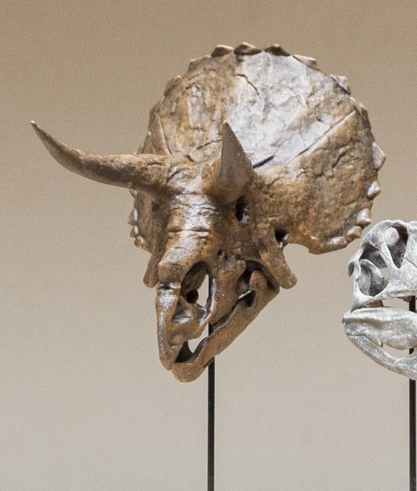 

Triceratops Skull Fossil Model Herbivorous Dinosaur Ceratopsidae Figure Animal Collector Educational Decoration GK Gift Toys
