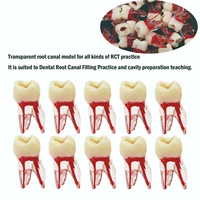 dental molar endo root canal study model rctmta practice block pulp cavity