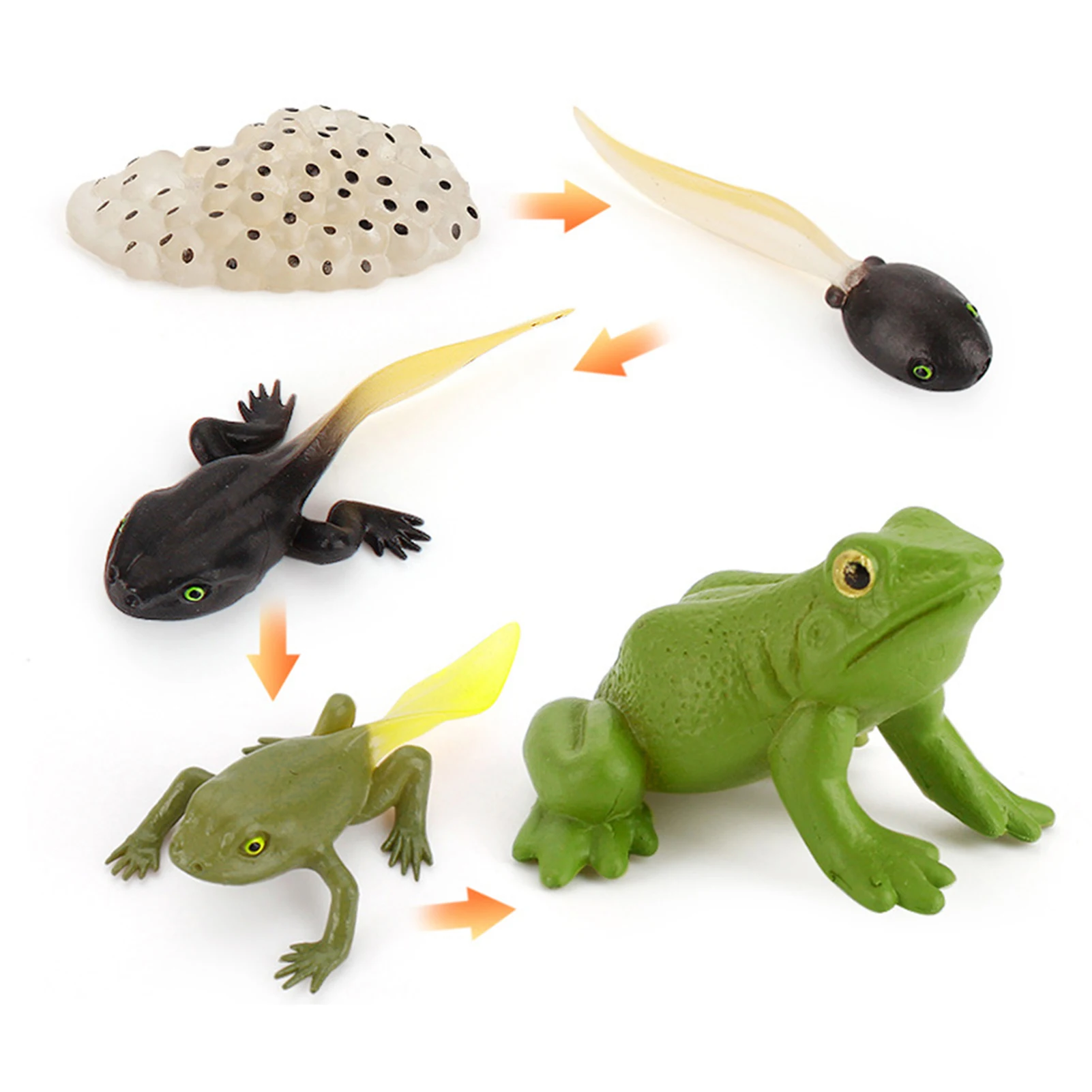 

Simulation Animal Toys Solid Turtle Chick Frog Growth Teaching Aid Hand-Made Toy Construction Sets Educational Science Games B99