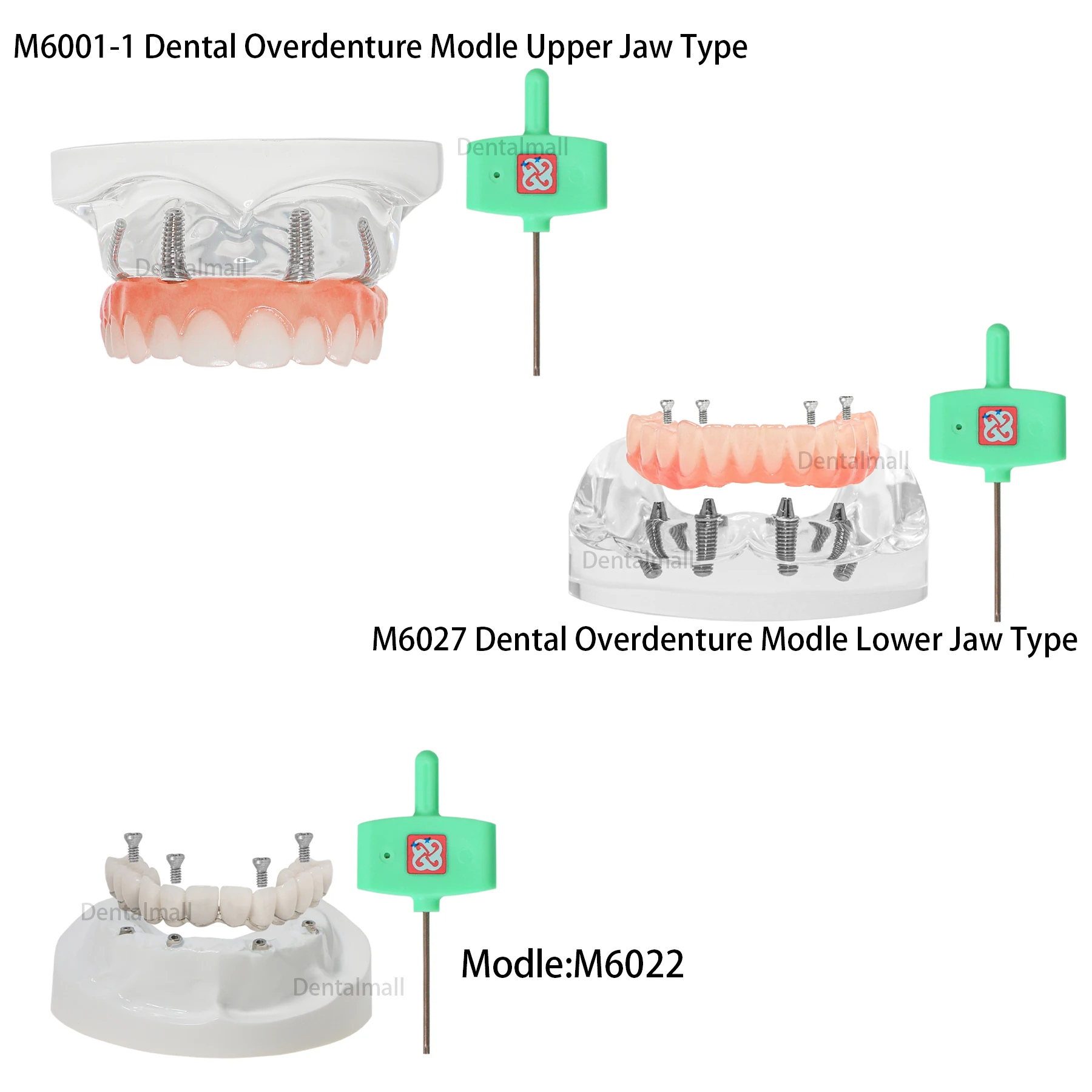 Модель зубных зубов Верхняя челюсть Нижняя Typodont Overdenture Практика Тип модели