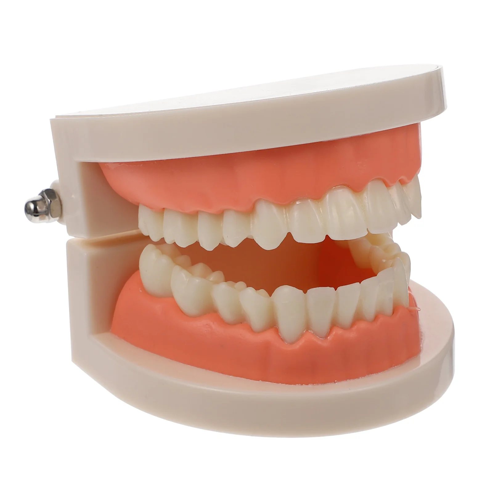 

Model Teethkidsoral Study Teachingstandard Education Fake Dentist Cleantypodont Supplies Braces Materialscavity Child Caries