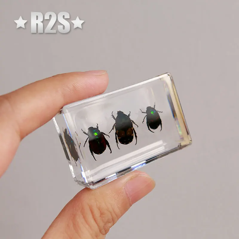 6 шт./партия насекомые в смоле