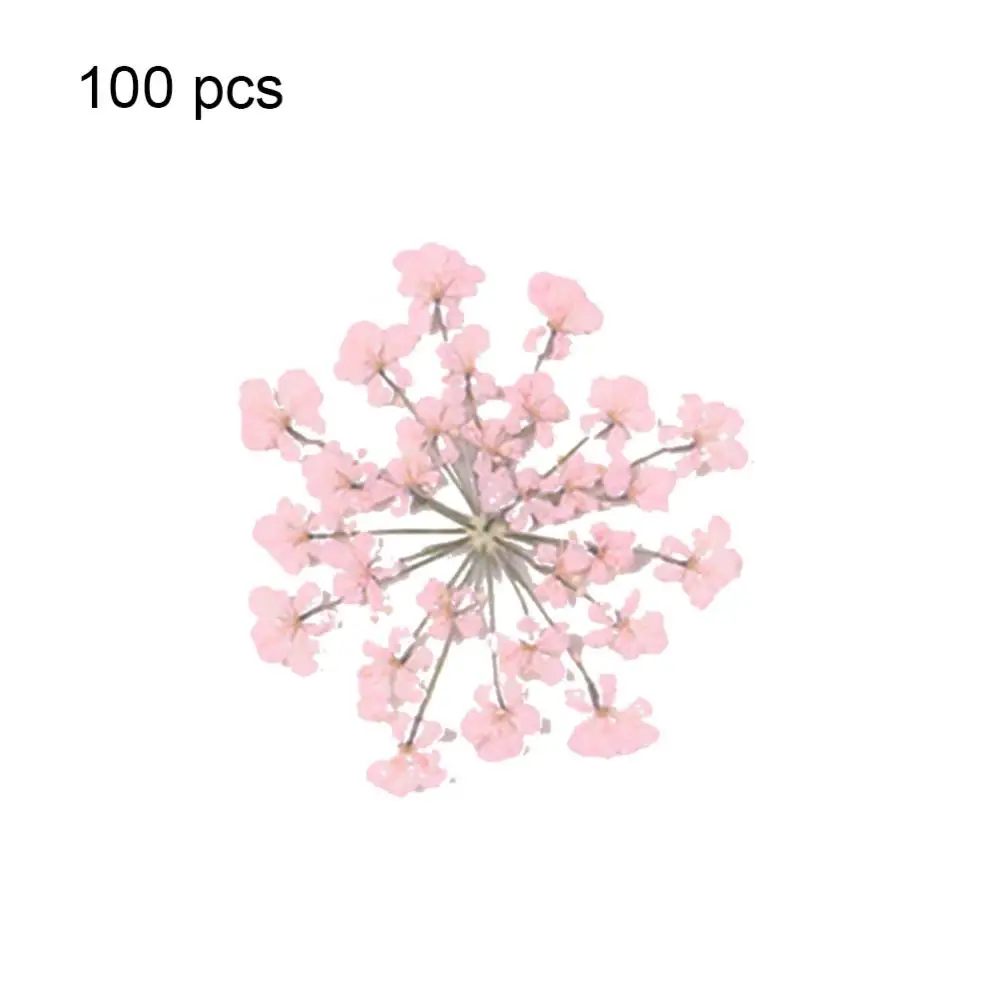 

Натуральный прессованный цветок Ammi Majus, 100 шт