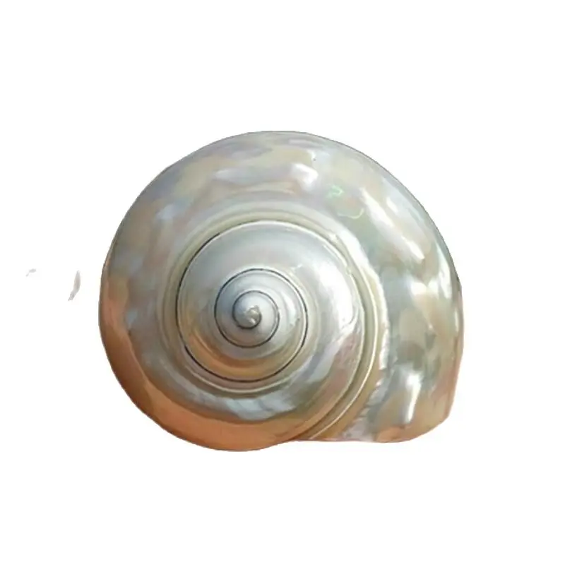 

Natural conch shell large snails aquarium landscaping Mediterranean seashells decorative large seashell sea natural shells