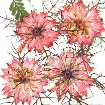 

Натуральные прессованные цветы Love-in-a-mist NYAConfetti 12 шт.