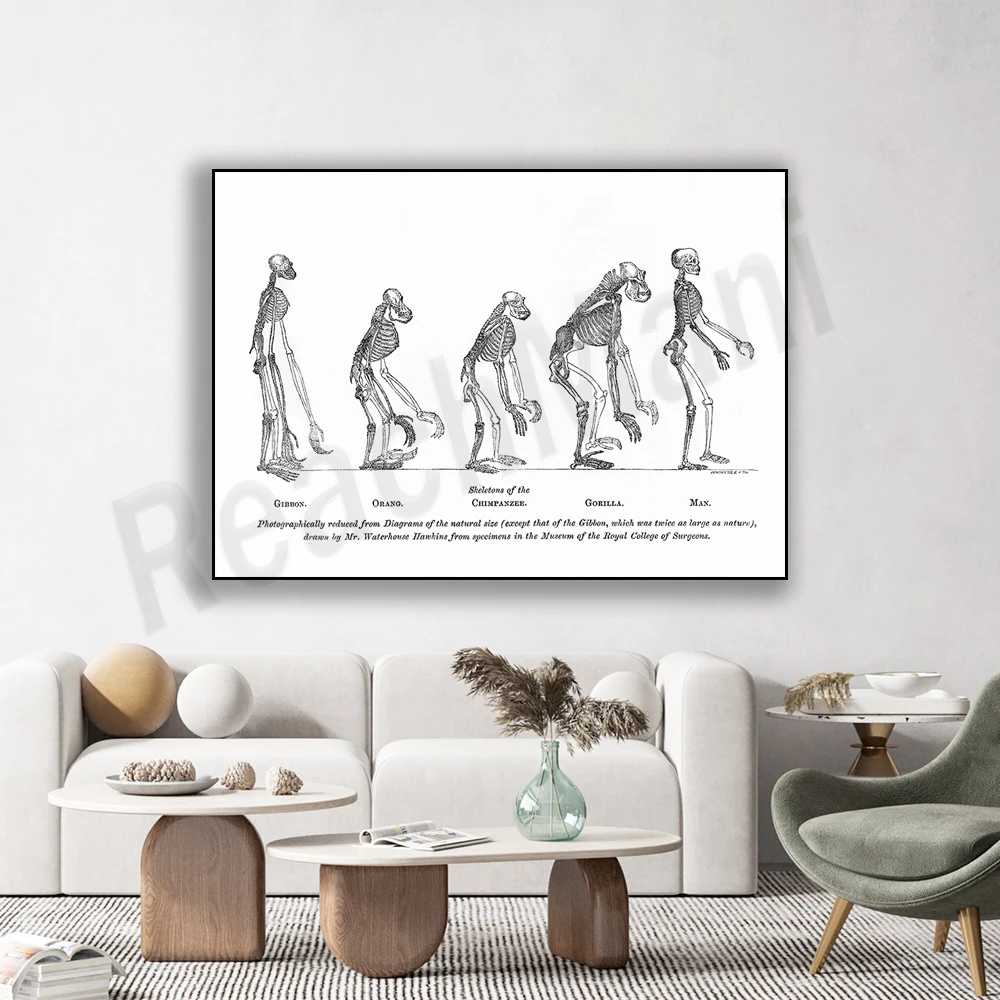 Доказательства человеческого места в природе человеческая эволюция