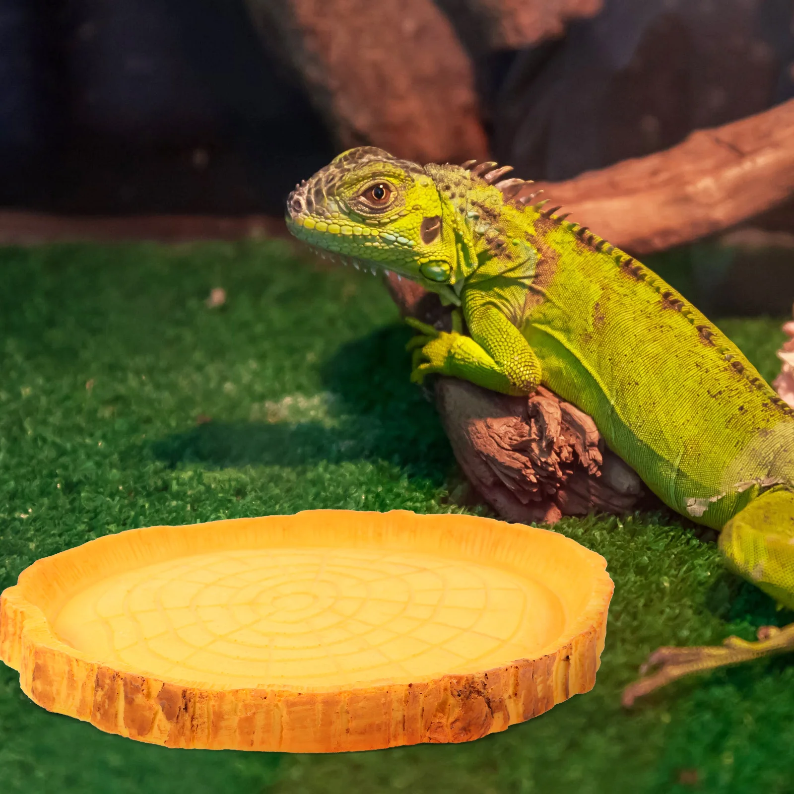 

Pet Feeding Bowl Reptile Food Holder Containers Resin Dish Terrarium Water Worm Feeder