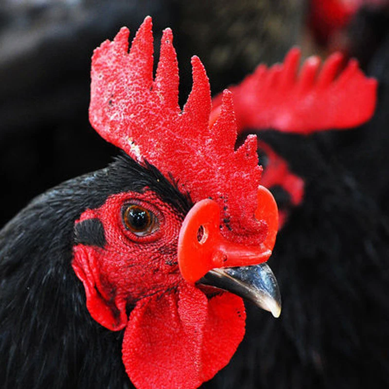 50 шт. красные пластиковые очки для курицы фазана с защитой от захвата болтом