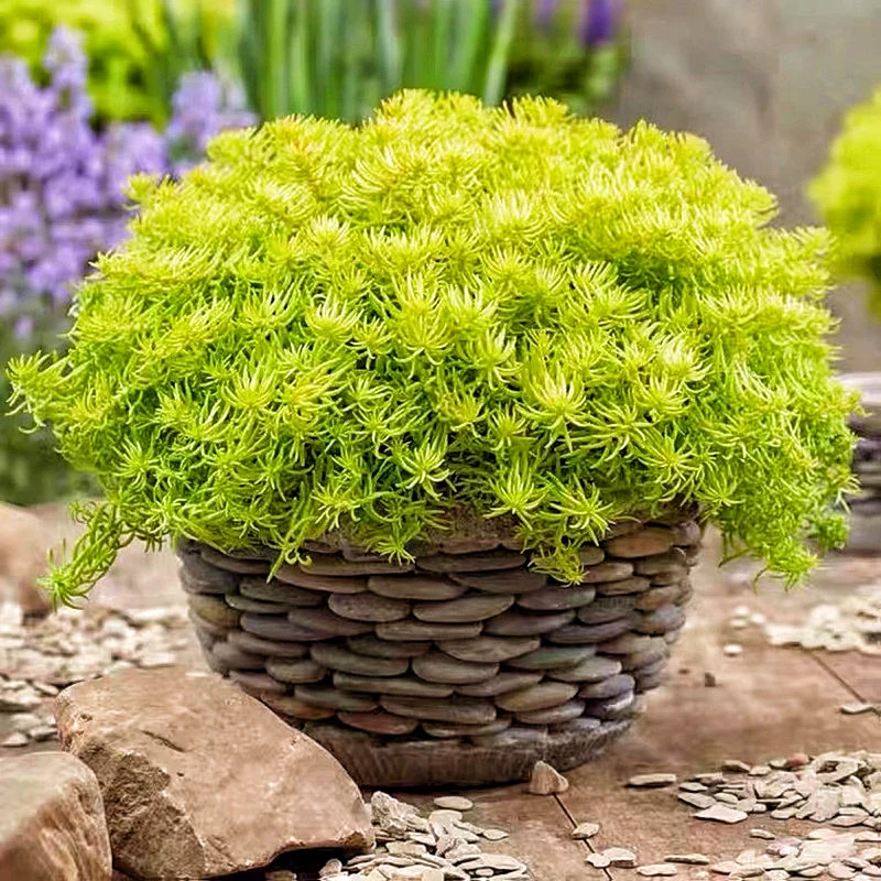 

4Types Sedum Lineare Thunb 50Pcs Garden Decoration Plant Seeds Bonsai