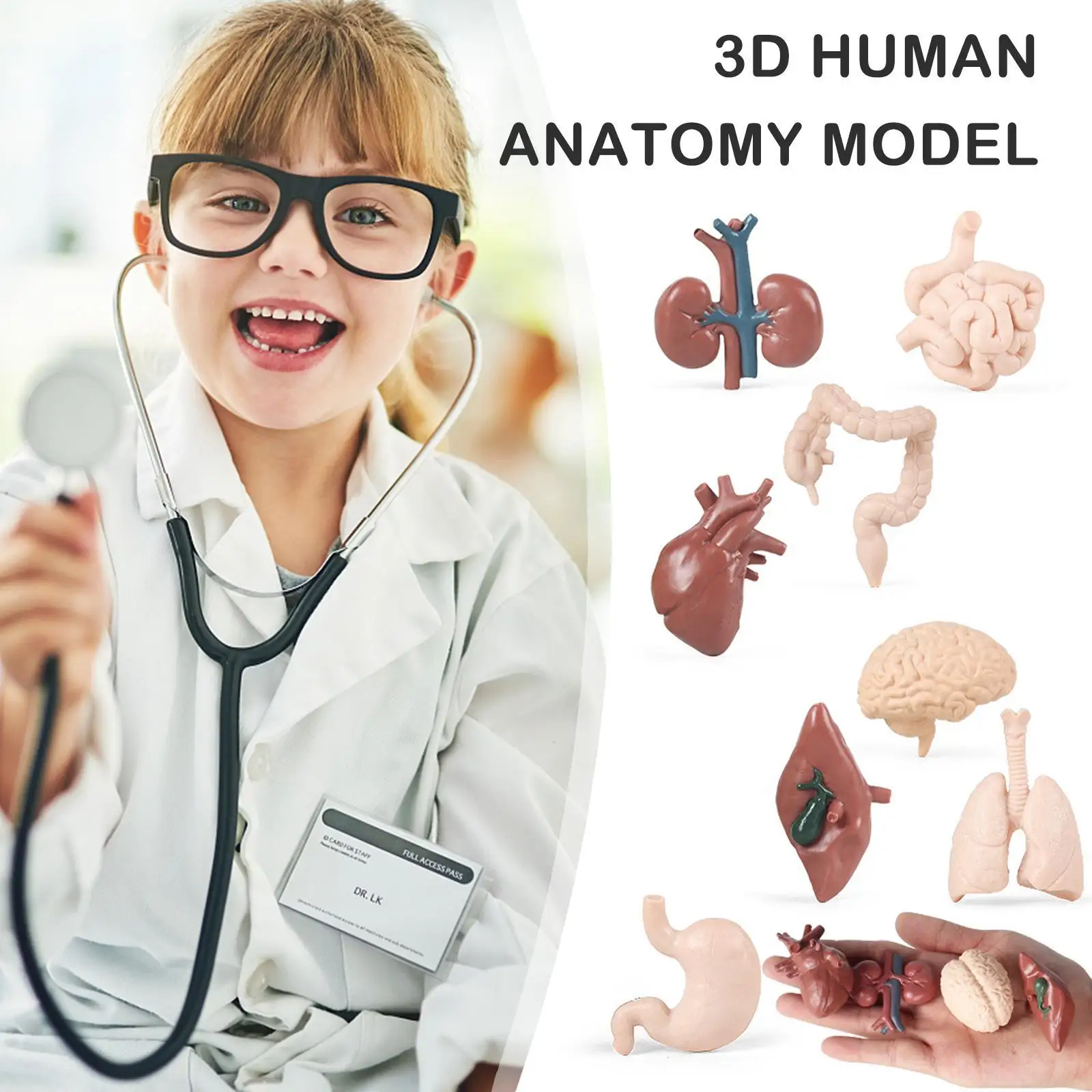 

8PCS Mini Body Parts Sets Human Anatomy Model Anatomy and Physiology Study Tools Students Sciences Learning Kit for Kids Study