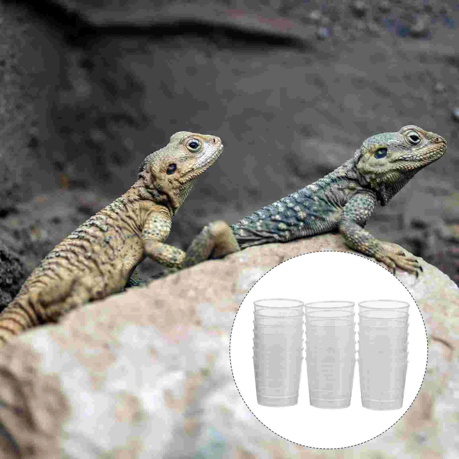 

Reptile Feeder Feedingcups Gecko Pet Dish Water Cup Bowl Lizard Tortoise Worm Watererdrinker Insect Bowls Dragon Bearded