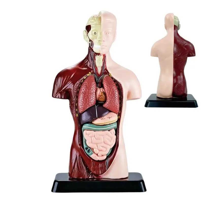 

Medicals Torso Human Body Model 6 Parts Anatomy Doll With Accurate Organs Accurate PVC Human Anatomy Model For Science Medicals