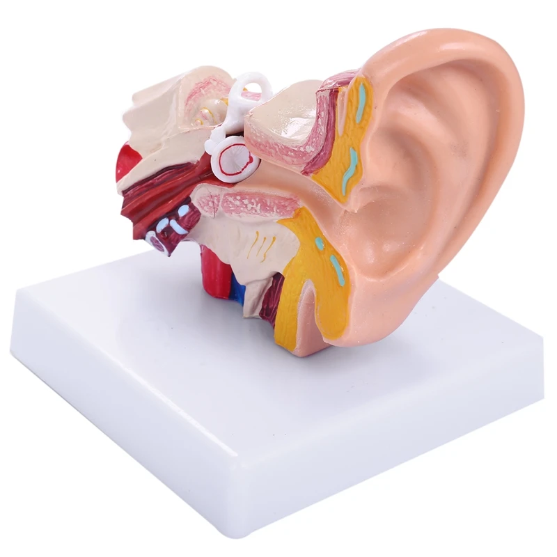 

1.5 Times Human Ear Anatomy Model Showing Organs Structure Of the Central and External Ears Teaching Supplies