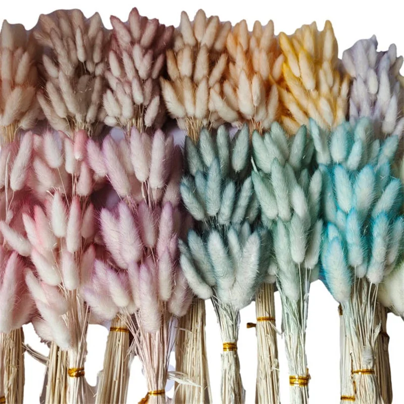 

60pcs/Bundle Dried Bunny Tails DIY Floral Bouquets Arrangement for Wedding Home Decoration Dried Flower Lagurus Ovatus Plants