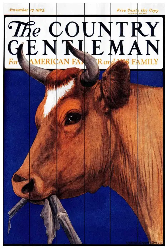 

45" X 30" "Cg Cow Brown" Giclee Art Print On Wood