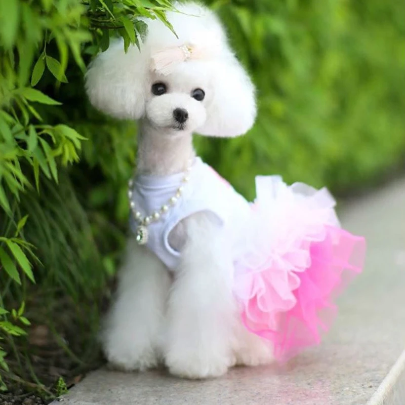 Той пудель белый мини. Собачка красивое платье. Красивые собачки в одежде. Пудель маленький милый. Милые пудели