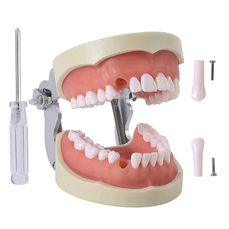 

32 Typodont Teeth Model - Removable Tooth Teach Practice Model Teaching Study Typodont Demonstration Model Come