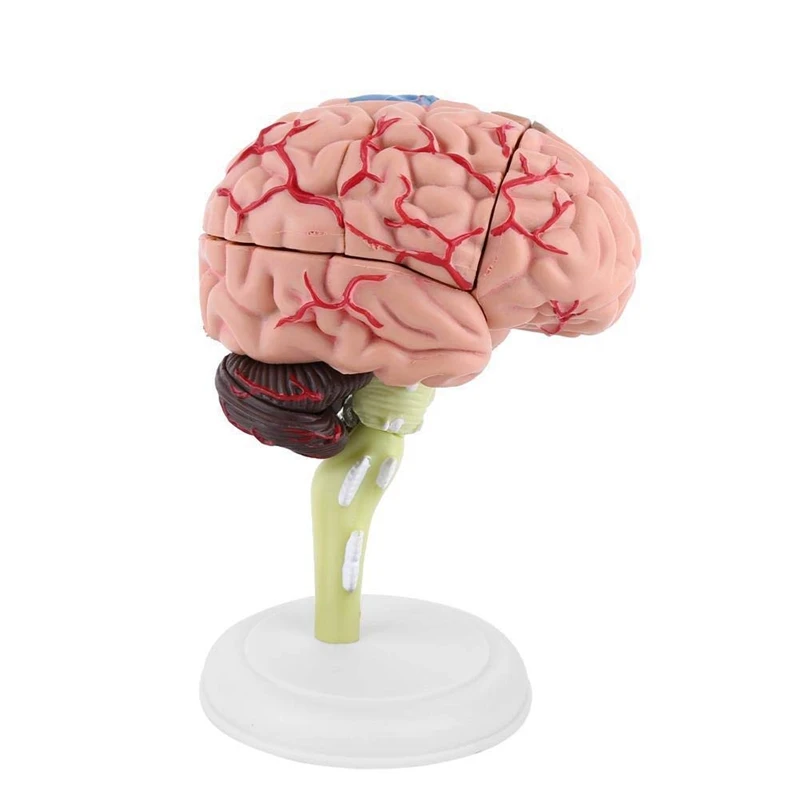 Часы brain. 4d модель мозга. Макет мозга человека своими руками. Подставка под модель мозга. Модель мозга своими руками из бумаги.