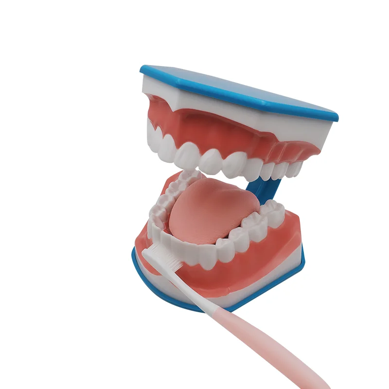 

Standard Dental Teaching Model Study On The Structure Of Oral Teeth Dentist Educational Demonstration Tool For Brushing Teeth