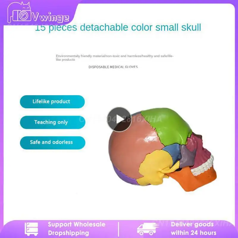 

Human Anatomy Model Color Safe And No Odor Detachable 13.5x8.5x9.5cm For Teaching Skeleton Model Resin Educational Tools
