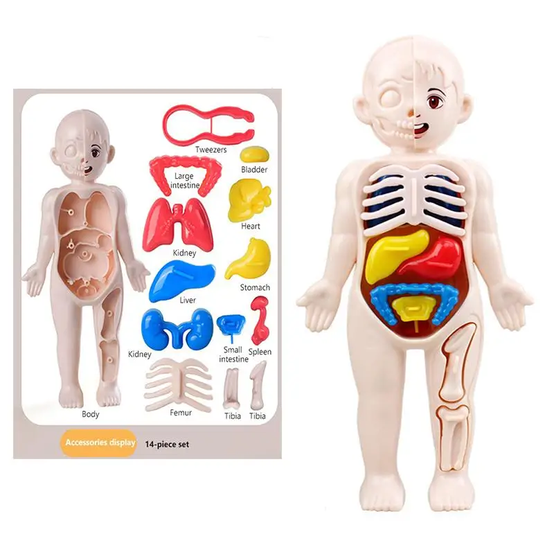 

14pcs Human Body Organ Model Diy Assembled Medical Early Education Toys Teaching Aids For Children Gifts