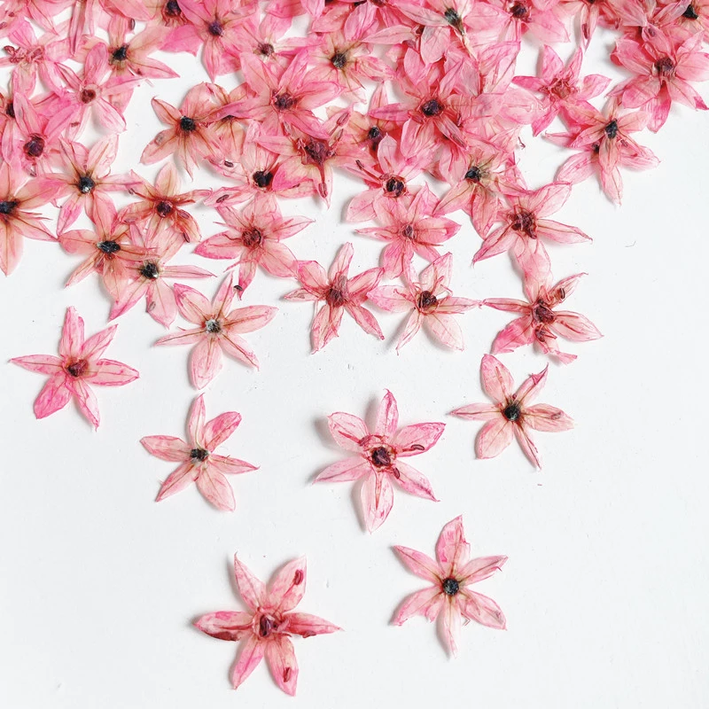 

Сушеные прессованные маленькие подарки в форме листьев звезды для эпоксидной смолы 120 шт. Бесплатная доставка