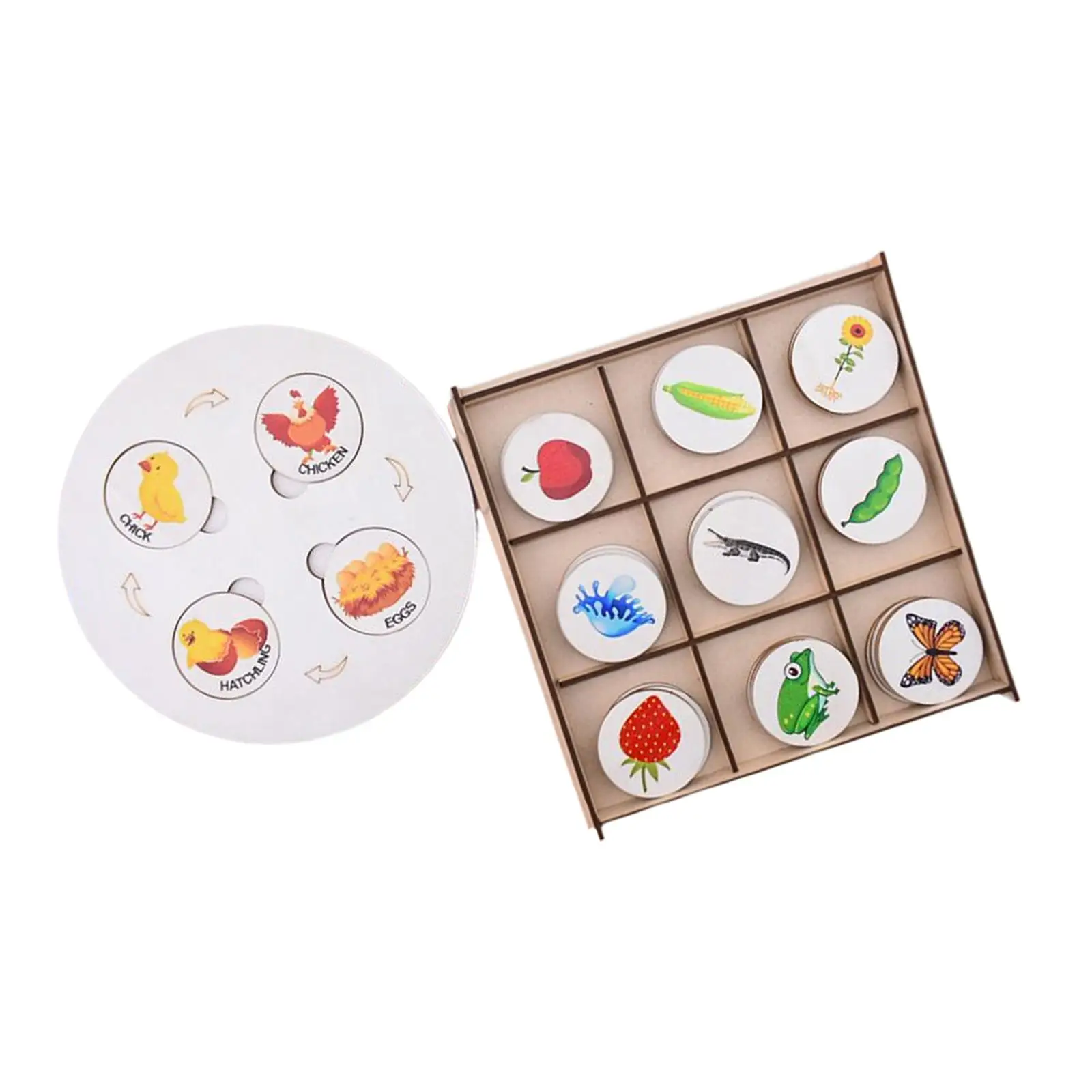 

Montessori Life Cycle Tray Matching Game Growth Stages for Student Classroom