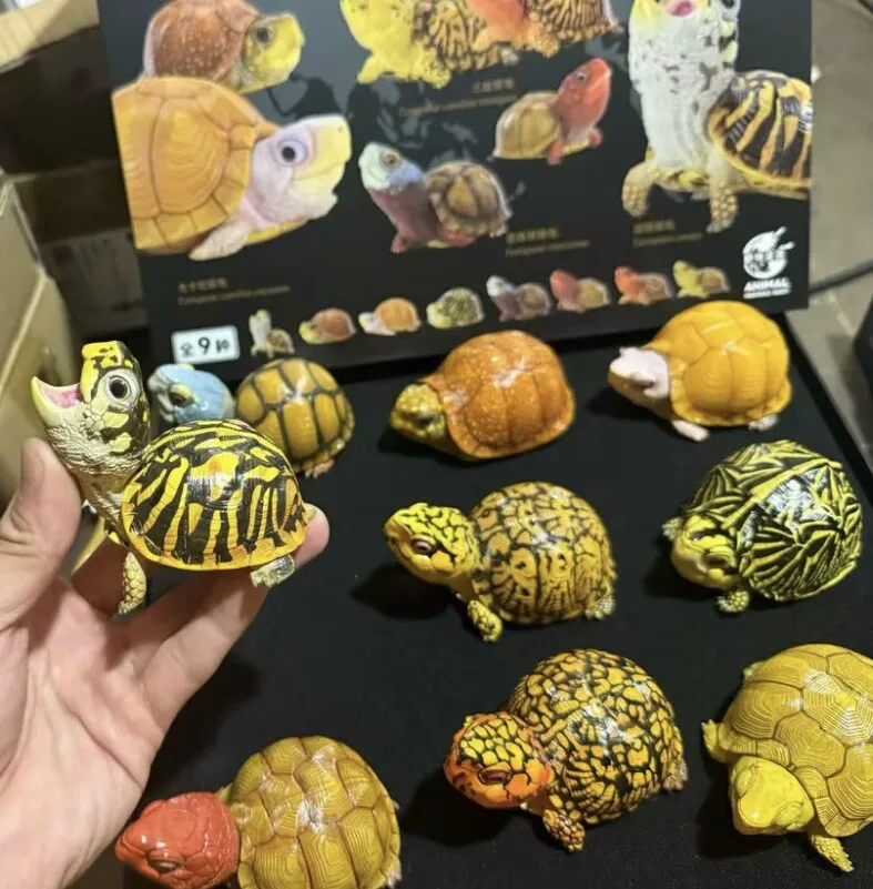 Фото Модель игрушки-черепахи Animal Heavenly Body Terrapene Ornata Carolina Bauri Terrapene Carolina Mexicana Common Box Turtle, подарки №1