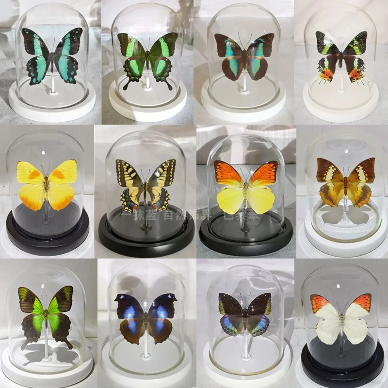 

Real Butterfly Specimen Insect Glass Cover Decoration Birthday Gift Crystal Ball Immortal Flower Handicraft Home Decor