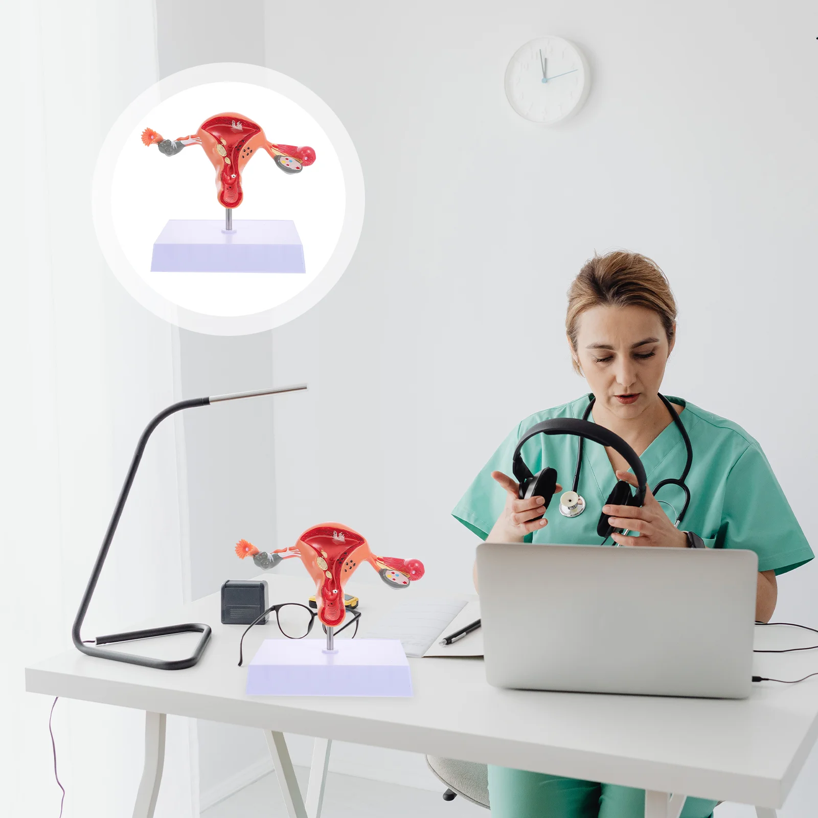 

1Pc Female Reproductive Organs Anatomy Model Uterus Model for