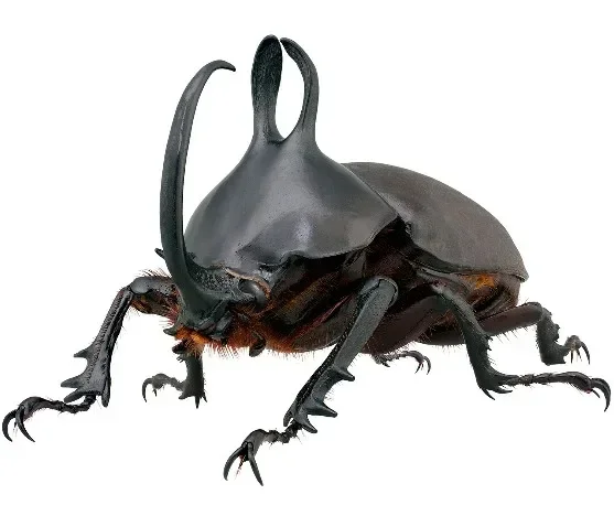 Образец насекомых настоящего жука Золотая черепаха Насекомые Жук