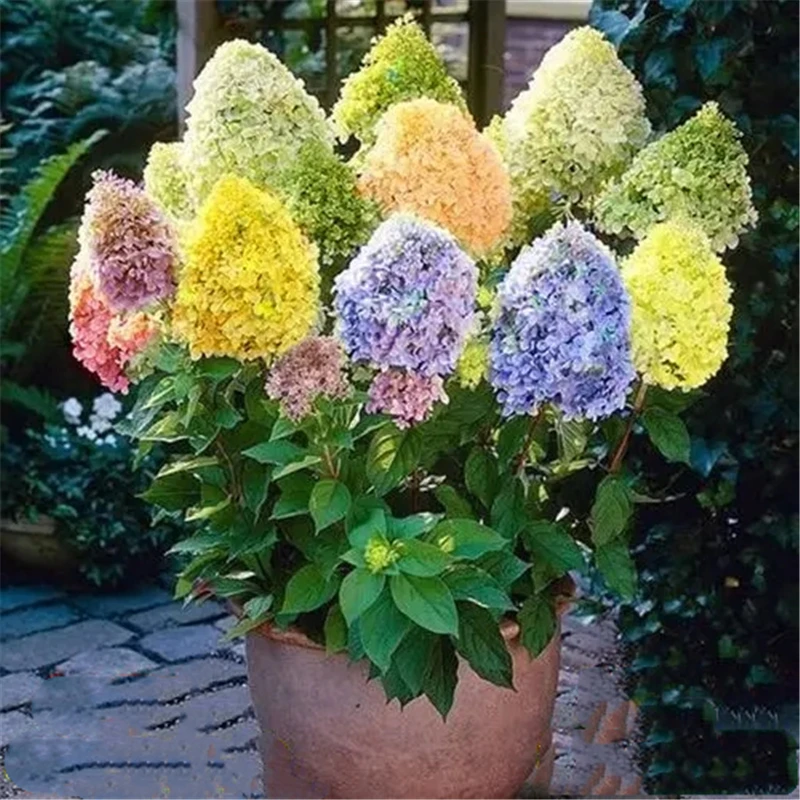 

Парфюмерная Гортензия с большими листьями 15 шт.