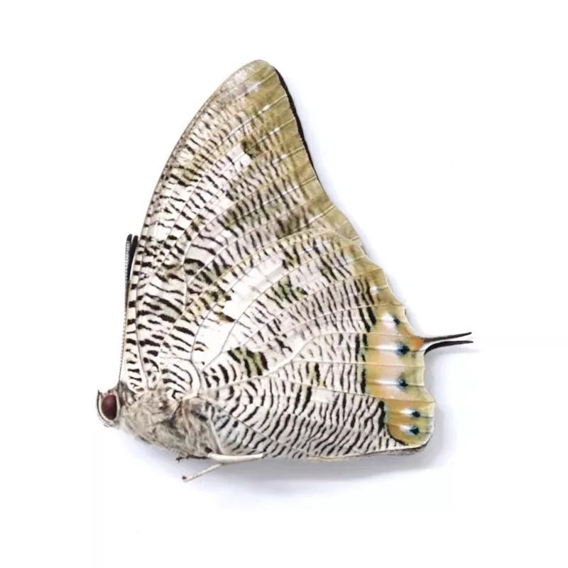 Настоящие образцы бабочек цианея полиграфа популярное научное обучение сделай