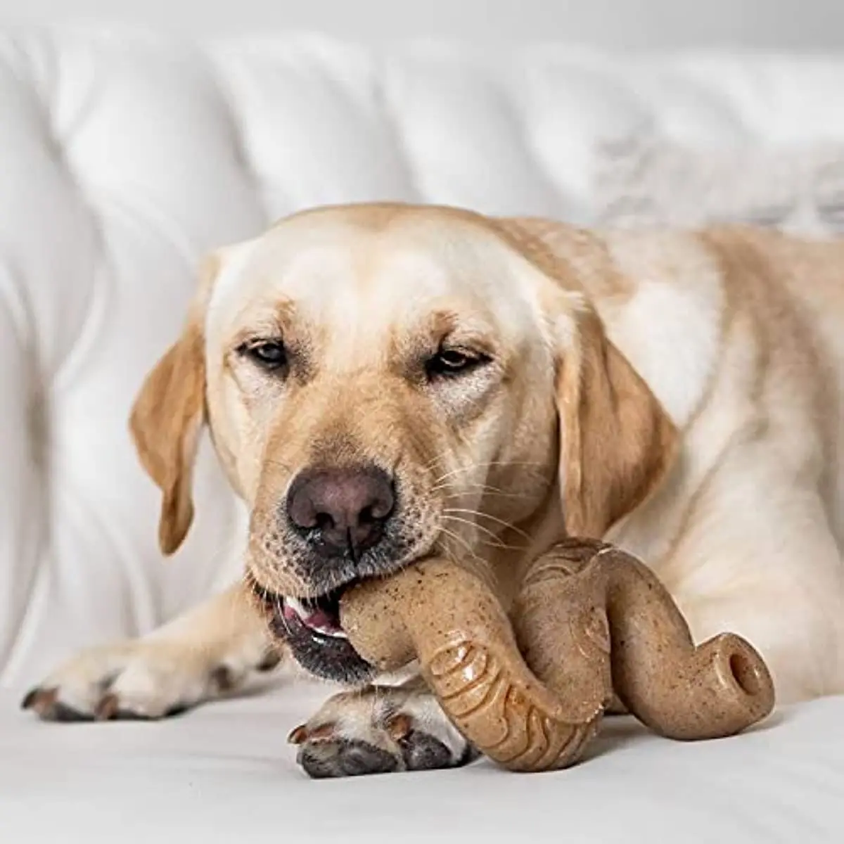 

Tripe Bone Durable Dog Chew Toy for Aggressive Chewers