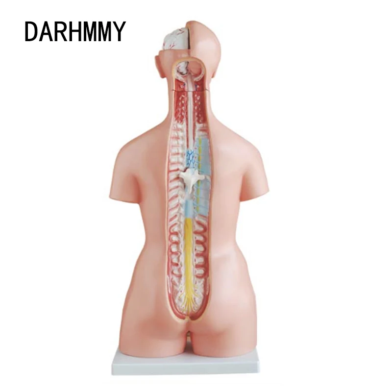 Фото Человеческий ТОРС DARHMMY, модель тела 85 см, три секса, торс, 21 деталь, медицинская модель, внутренние органы для обучения №2